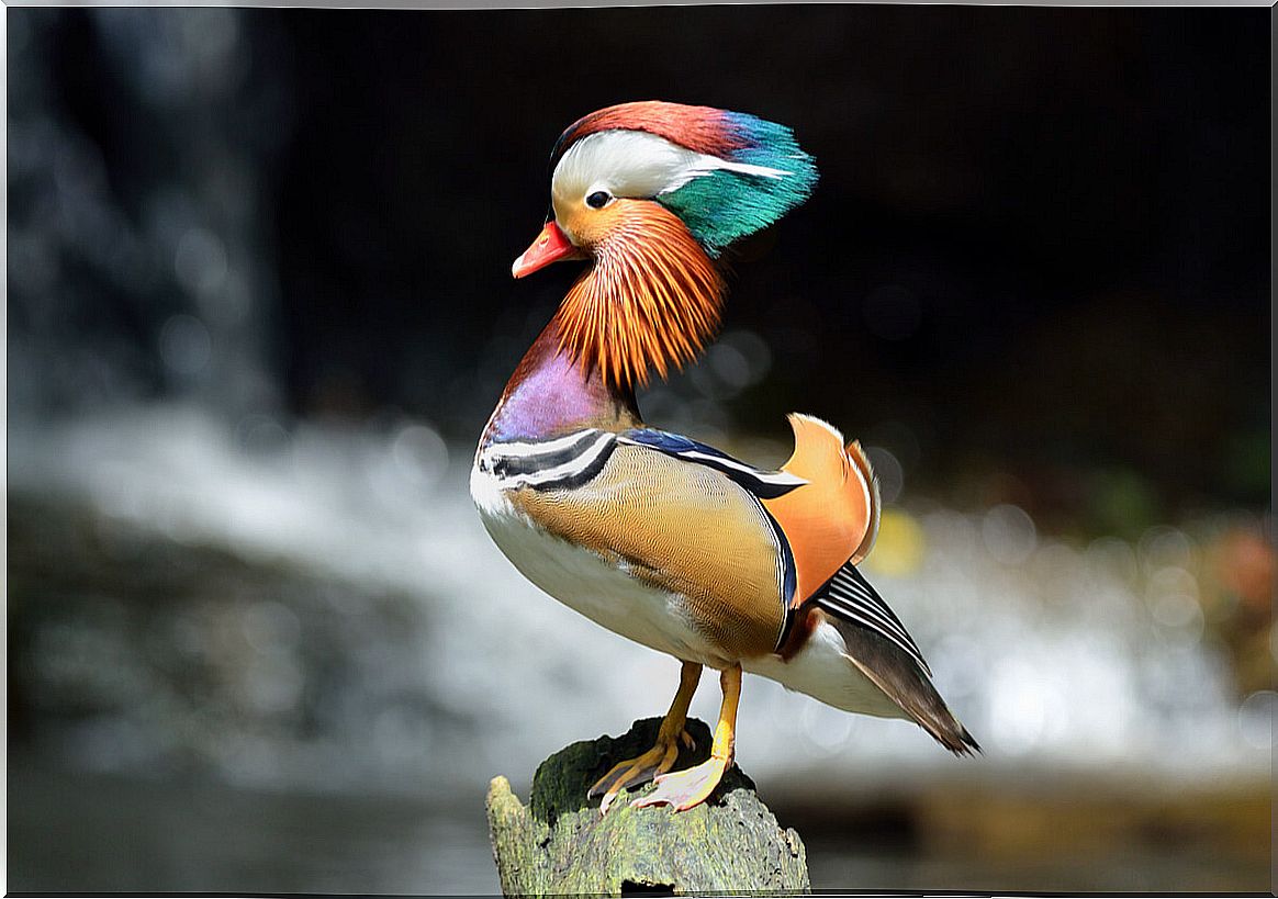 The mandarin duck: a species of bright colors