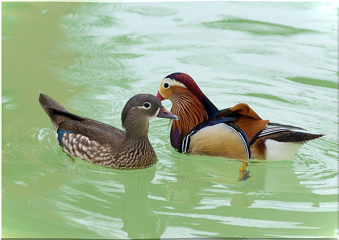 A male and female mandarin duck.