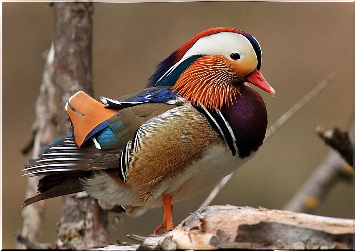 A beautiful specimen of Mandarin duck.