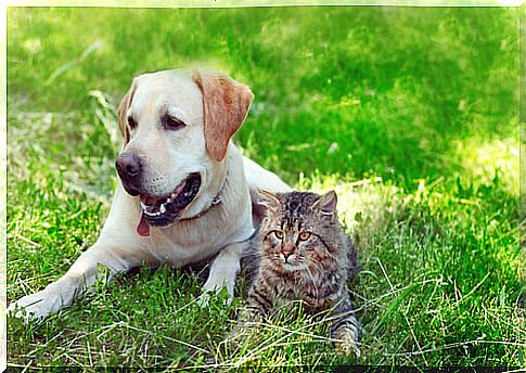 The most beautiful friendships between cat and dog