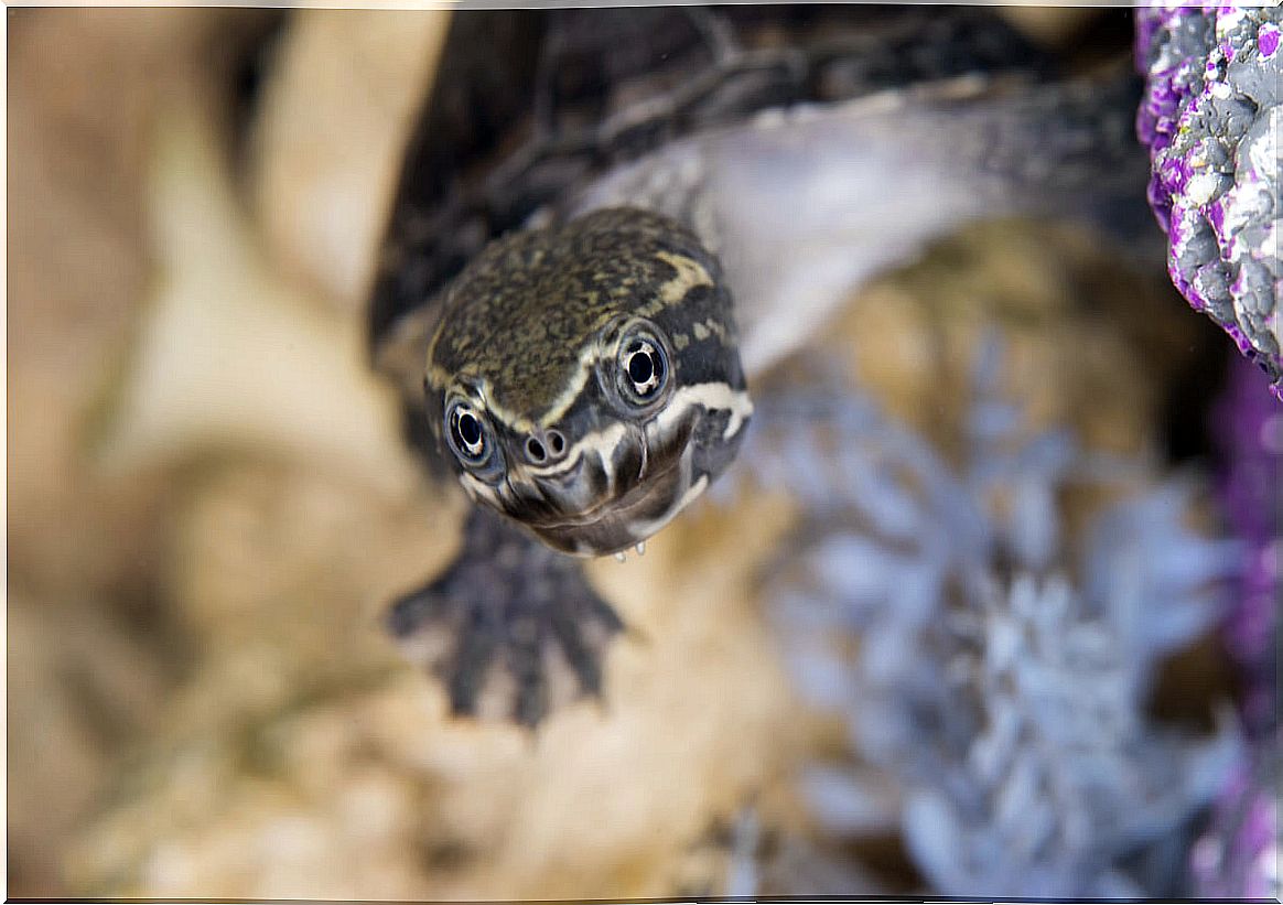 The musk turtle and the mystery of its hibernation