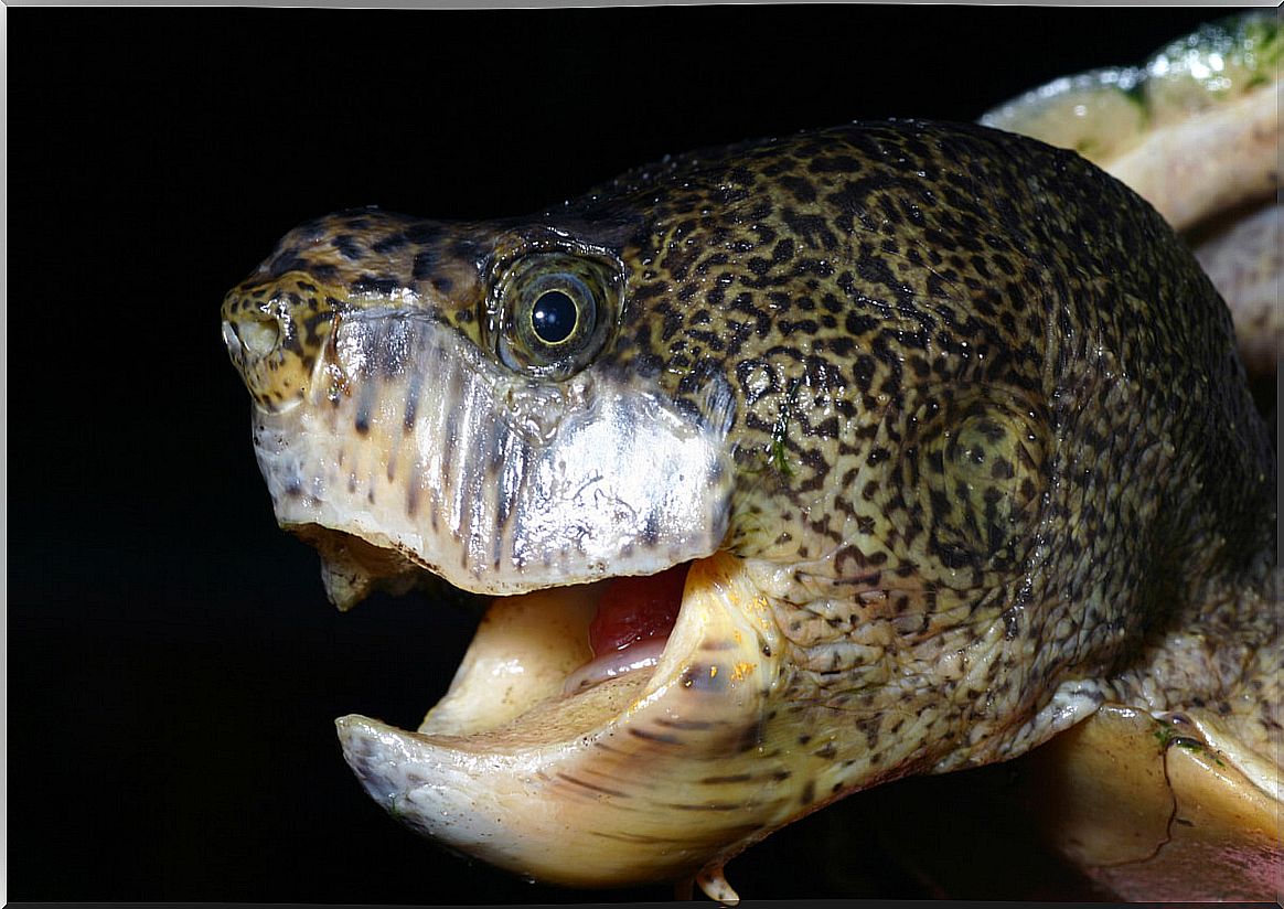 The head of a musk turtle.