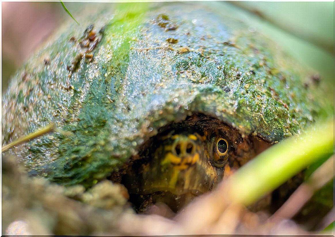 A musk turtle sleeps.