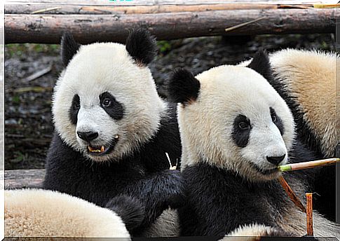 The panda bear: characteristics, behavior and habitat