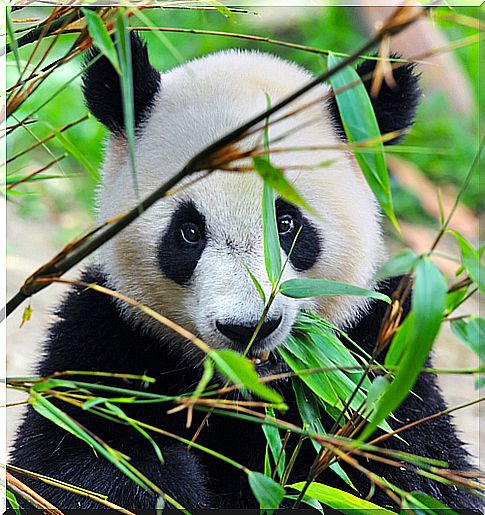 The panda bear has a preference for bamboo.