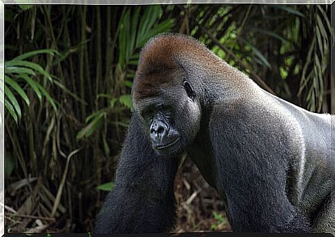 Mountain gorilla (Gorilla beringei beringei)