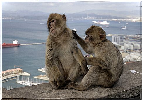 Barbary macaque (Macaca sylvanus)