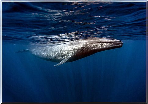 The reproductive habits of the blue whale