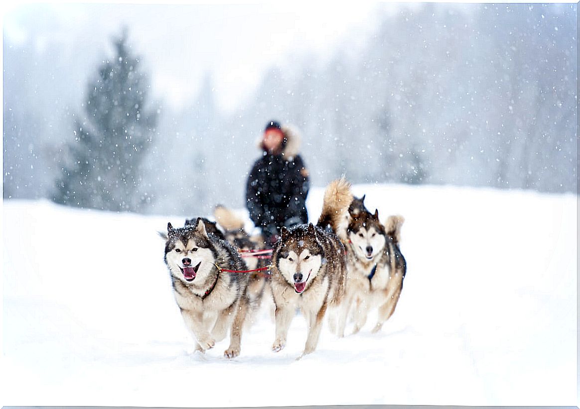 The return home of the sled dogs caught by the pandemic