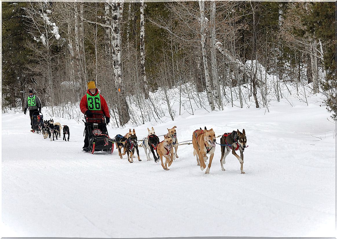 Sled dogs in a competition.