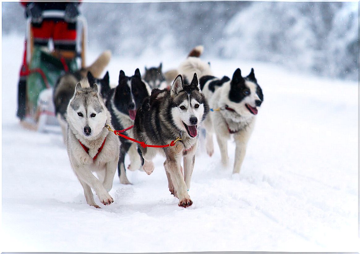 Dogs pull a sled.