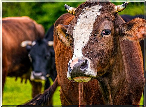 Flies on cows.