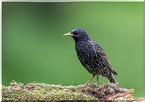 The starling bird and its 'black sun'