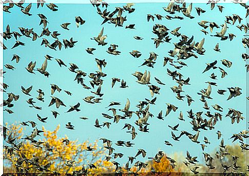 Starling: feeding