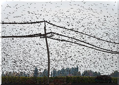 Black sun: starlings