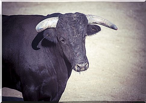 bull