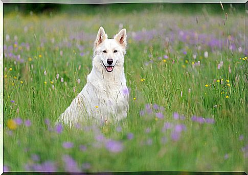 The white Swiss Shepherd: beautiful and intelligent