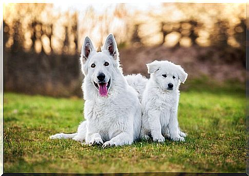 Swiss white shepherd: characteristics