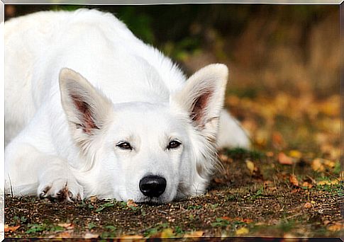 Character of the White Swiss Shepherd: behavior