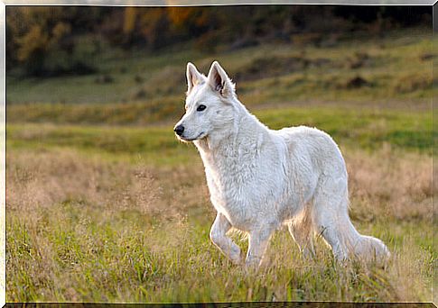 Swiss white shepherd: care