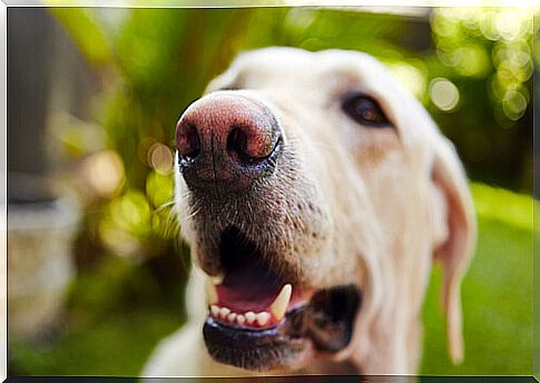 tumors in the dog's mouth