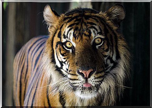 Tiger trafficking emerges in Europe