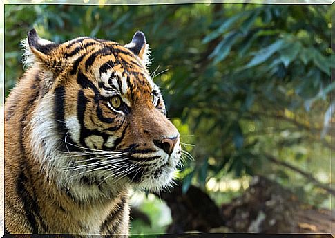 Sumatran tiger: habitat