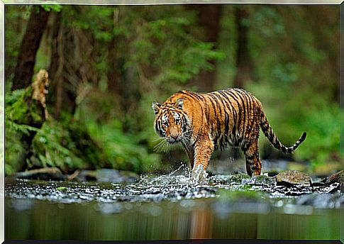 Tiger: threatened species