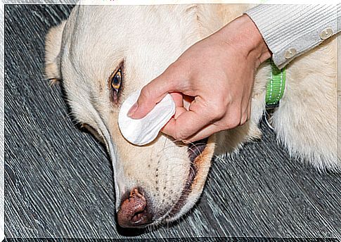 Dog eye hygiene