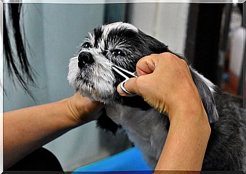 Eye cleaning in dogs