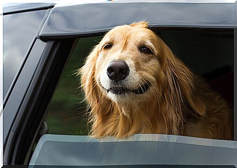 Prevent your dog from getting dizzy in the car