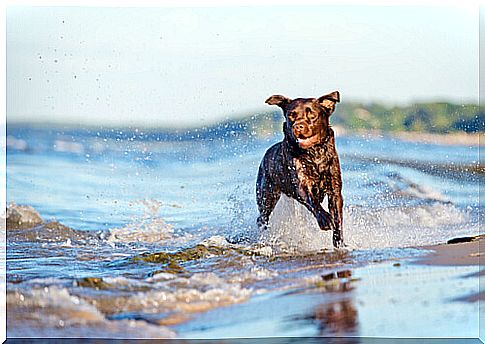 dog in the water