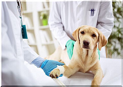 Pet visit to the vet: labrador