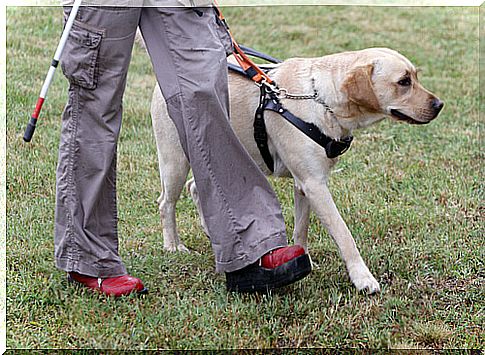 Training of noble guide dogs