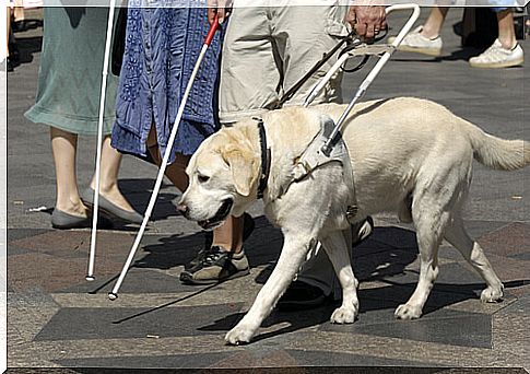 Guide dog