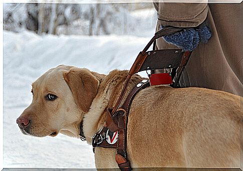 Perro guia en la nieve