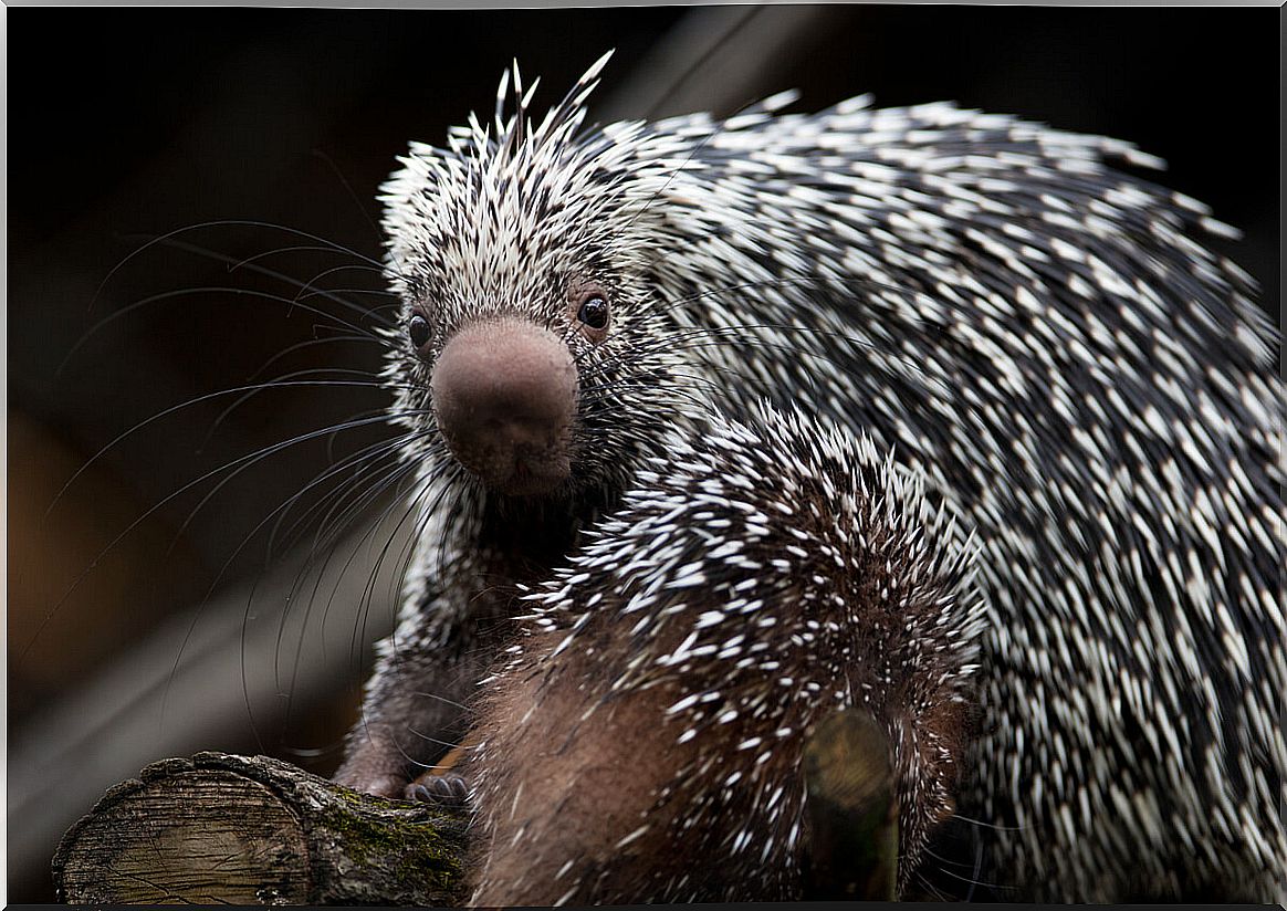 Tree Porcupine: Precious and Endangered