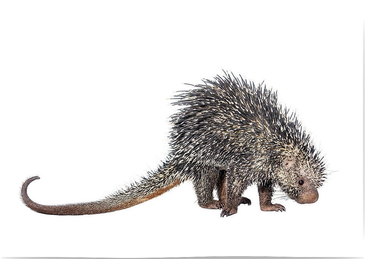 A tree porcupine in white background.