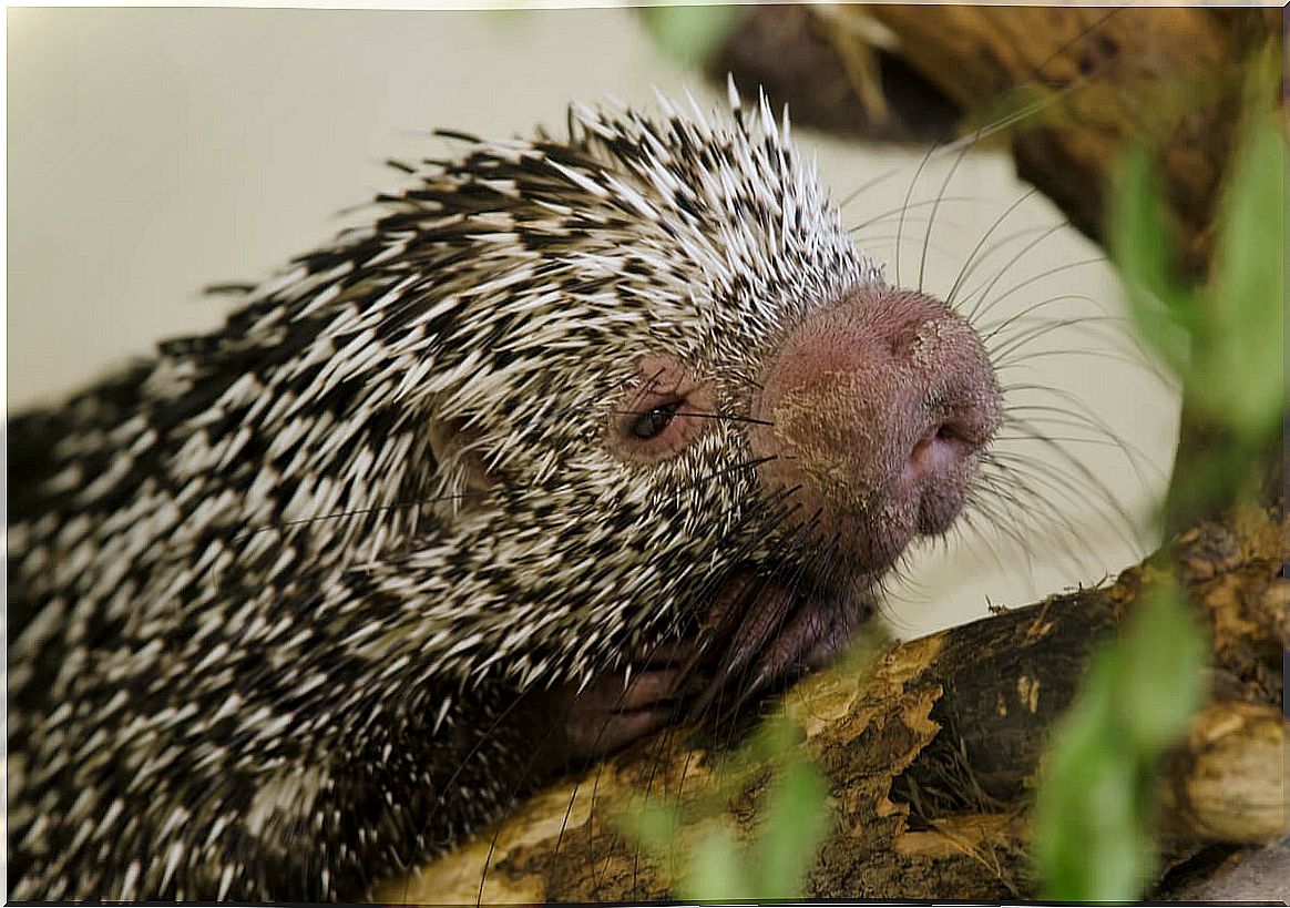 The face of a tree porcupine.