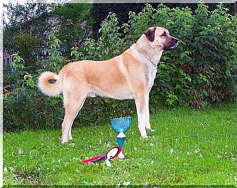 Turkish Kangal Dog