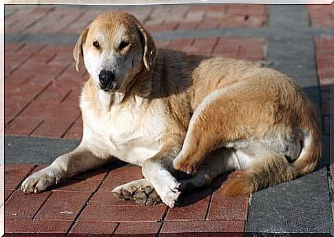 Perro kangal turco tumbado