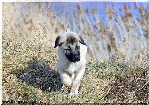 Cachorro de perro kangal turco