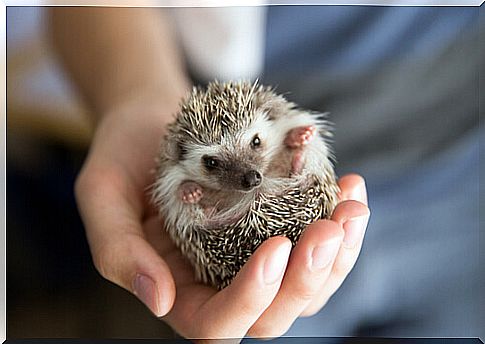 Types of hedgehogs as pets