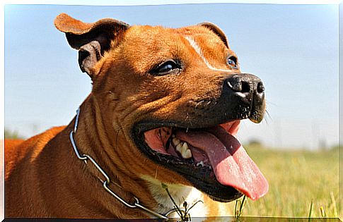 Face of an American Pit Bull Terrier