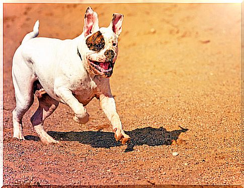 American bulldog dog running