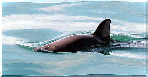 Vaquita recovery plans fail