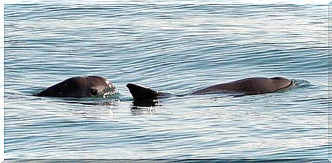 Vaquitas en el mar