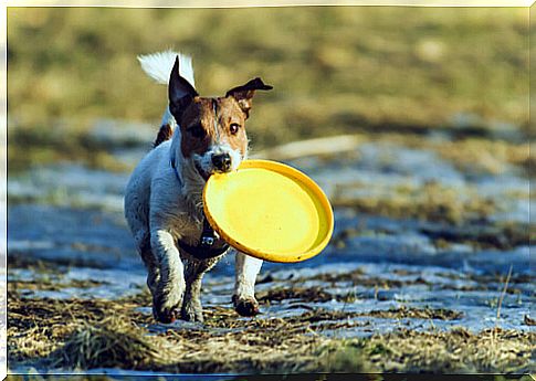 Dog with a frisbie in his mouth