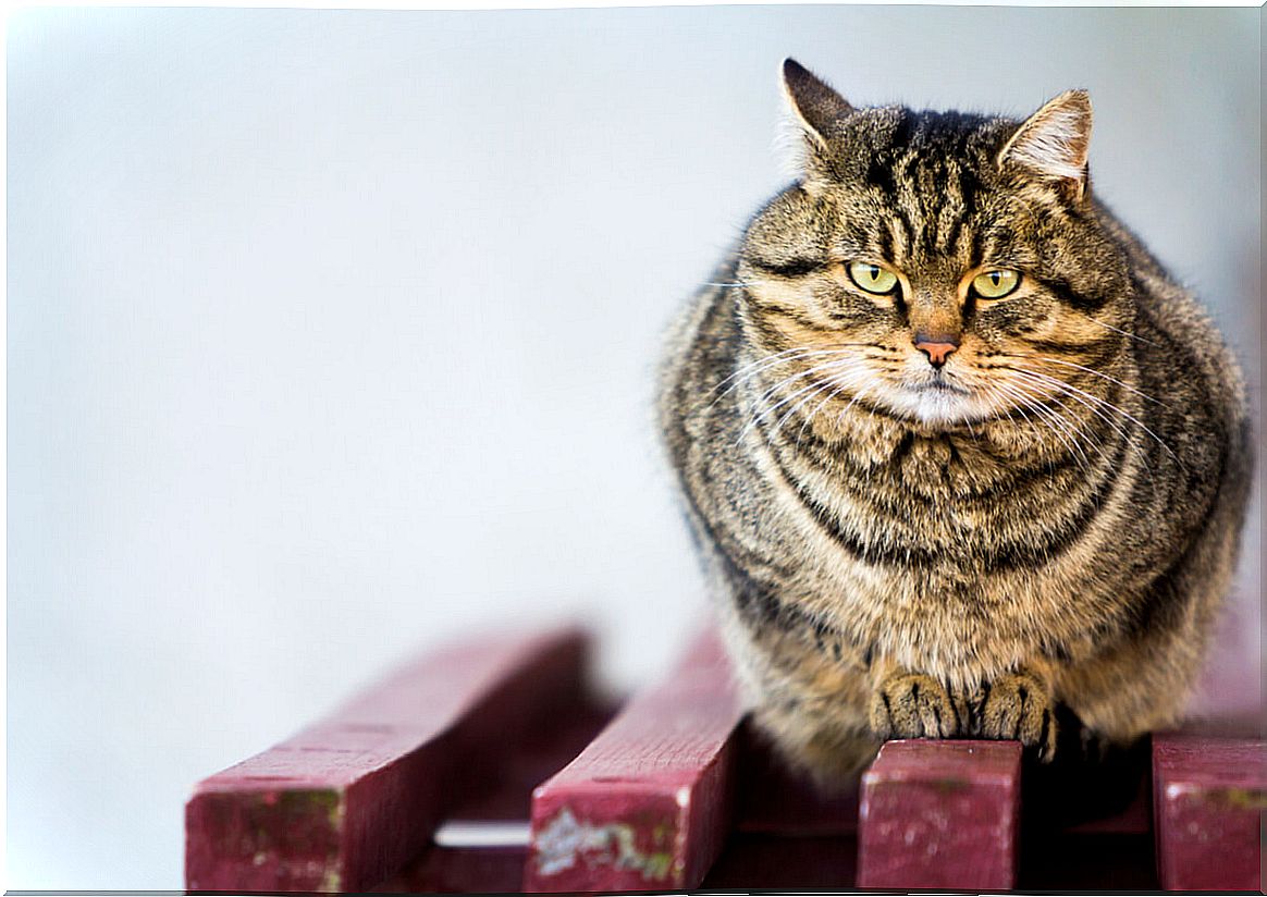 An overweight cat looks at the camera.