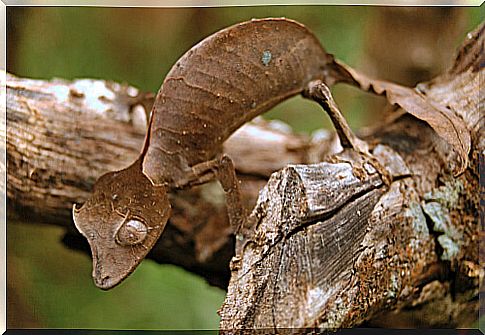 Satanic Leaf-tailed Gecko